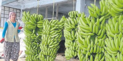 550 BİN TON MUZ ÜRETTİK