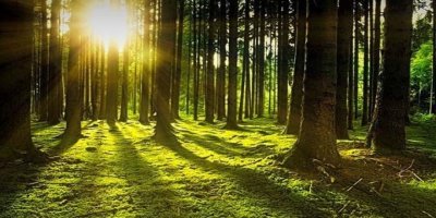 İZMİR BÜYÜKŞEHİR BELEDİYESİ'NDEN 'ORMAN' RAPORU