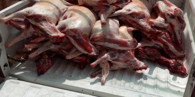 KOKMUŞ ETLERİ YEDİRECEKLERDİ...BUCA'DA KAÇAK ET OPERASYONU