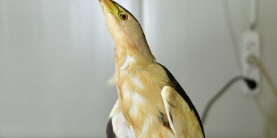 SOYU TÜKENİYORDU...NARLIDERE'DE BULUNDU...