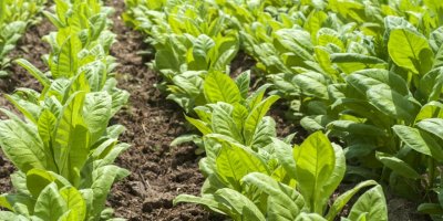 TÜTÜN İHRACATINDA HEDEF 1 MİLYAR DOLAR