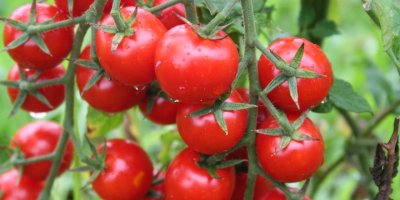 EİB: 'IRAK TAZE DOMATES İTHALATI YASAĞINI KALDIRDI'