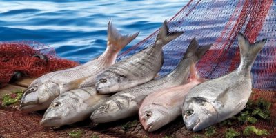 SU ÜRÜNLERİ İHRACATI 1 MİLYAR DOLARA KOŞUYOR