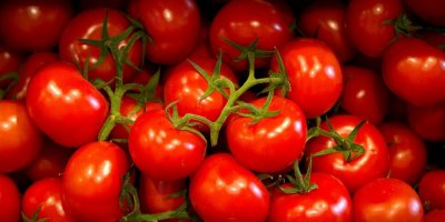 EGE'DEN 105 ÜLKEYE DOMATES SATIYORUZ