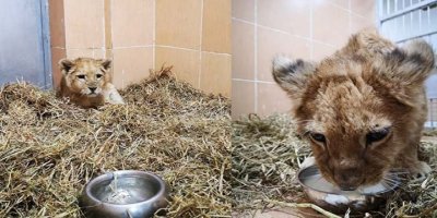 KEMALPAŞA'DA BULUNDU...DOĞAL YAŞAM PARKI SAHİP ÇIKTI