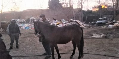 ATLARI KESİP SOFRAMIZA KOYACAKLARDI