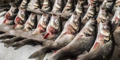 HER DÖRT BALIKTAN ÜÇÜNÜ EGELİ BALIKÇILAR İHRAÇ ETTİ