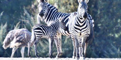 İZMİR DOĞAL YAŞAM PARKI'NIN YENİ BEBEKLERİ