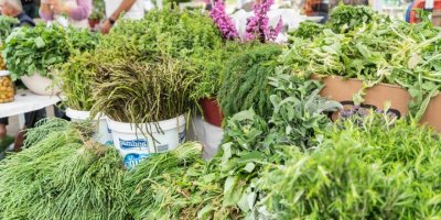 ÇEŞME'DE SEÇİM BİTTİ, ŞİMDİ FESTİVAL ZAMANI