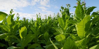 TÜTÜN SEKTÖRÜ VİRGİNİA TÜTÜNÜNE ODAKLANACAK