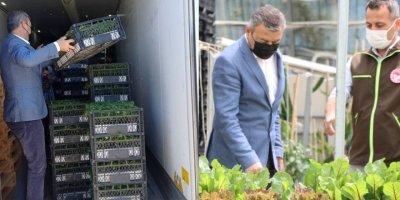 TURİZM CENNETİ ÇEŞME BUGÜN BULGARİSTAN'A 500 BİN DOMATESİ FİDESİ İHRAÇ ETTİ