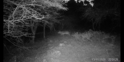 İZMİR BÜYÜKŞEHİR:'İZMİR'DE KURT GÖRÜNTÜLENDİ'