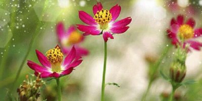 EGE ÜNİVERSİTESİ: İZMİR'DE POLENLER 9 AY ATMOSFERDE KALIYOR