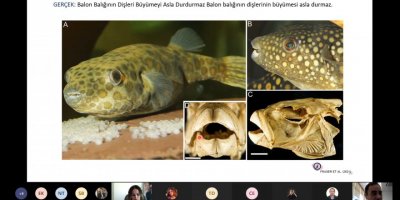 EGE ÜNİVERSİTESİ'NDEN 'BALON BALIĞI' UYARISI