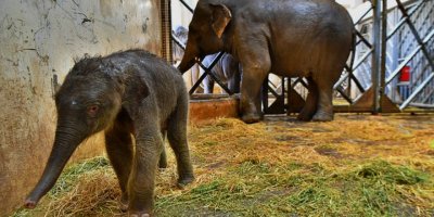 İZMİR'DE DOĞDU...ÜÇÜNCÜ YAVRU...