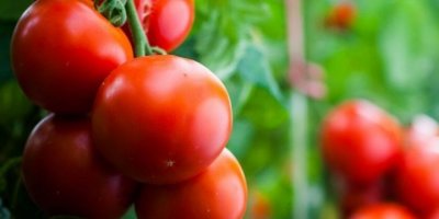 KINIK DOMATESİ MARKA OLUYOR