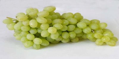 SULTANİ ÜZÜMÜN İHRACAT YOLCULUĞU BAŞLIYOR