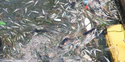 İZMİR KÖRFEZİ'NDE TOPLU BALIK ÖLÜMLERİ...BOSTANLI SAHİLİ