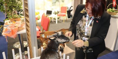 KARABURUN'UN KEÇİSİ İSTANBUL TARIM FUARI'NIN YILDIZI OLDU