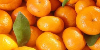SATSUMA MANDALİNANIN İHRACAT YOLCULUĞU BAŞLIYOR