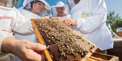 İZMİR BÜYÜKŞEHİR ÜRETİCİ KOOPERATİFLERİNDEN 164 MİLYON LİRALIK ÜRÜN ALDI