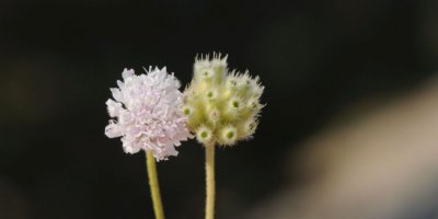 İZMİR'DE YENİ BİR BİTKİ TÜRÜ KEŞFEDİLDİ...ADI 'EFE ÇENBERİ'