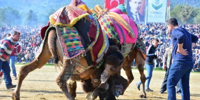 TORBALI BELEDİYESİ DEVELERİ GÜREŞTİRECEK