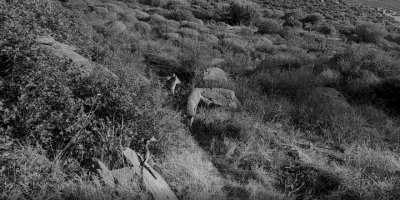 TİLKİ, KURT, DOMUZ VS. GEDİZ DELTASI'NDA GÖRÜNTÜLENDİLER