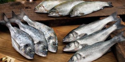 ÖZBEKLER 17 MİLYON DOLARLIK BALIĞIMIZI YEDİ