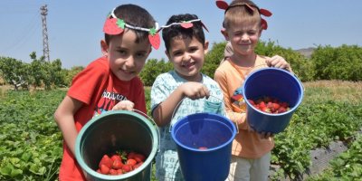 MENEMEN'İN ÇOCUKLARI ÇİLEK BAHÇELERİNE DALDILAR
