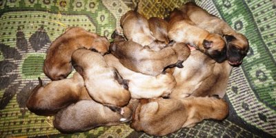 18'İ DE KARDEŞ ..AMA ANNELERİ...YARDIM BEKLİYORLAR..