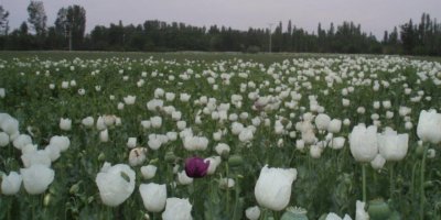 HAŞŞAŞ TOHUMU İHRACATINDA REKOR ARTIŞ