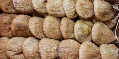 KURU İNCİRİN İHRACAT YOLCULUĞU BAŞLIYOR