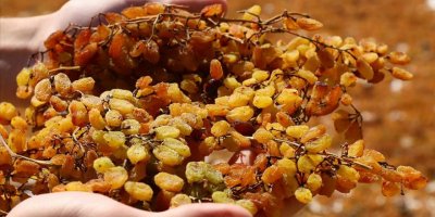 KURU ÜZÜM İHRACATI 441 MİLYON DOLAR KAZANDIRDI