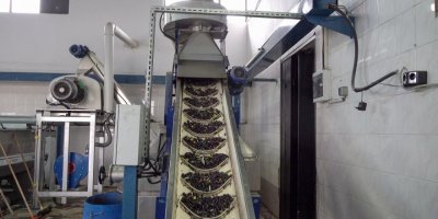 MENEMEN'DE İCRADAN ALINDI, YENİDEN DOĞDU, REKORA GİDİYOR