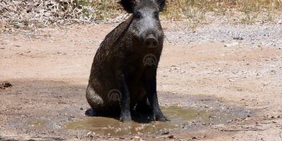TURİSTLERDEN ÖNCE GELDİLER..BUGÜN TATİL CENNETİ BODRUM'A İNDİLER..