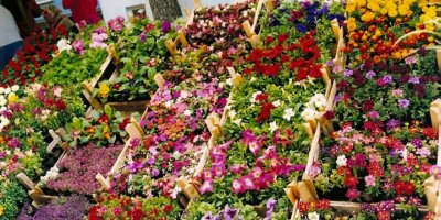 24. BAYINDIR ÇİÇEK FESTİVALİ BAŞLIYOR