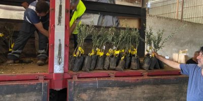 İZMİR'DEN OSMANİYE'YE ZEYTİN FİDANI