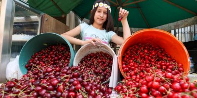 BUCA'DA KİRAZ FESTİVALİ İÇİN GERİ SAYIM BAŞLADI