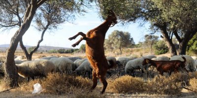 İZMİR'DE ÇOBAN START-UP DESTEĞİYLE GENÇLER ÜRETİME DÖNÜYOR