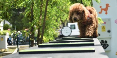 KEMALPAŞA'DA KÖPEKLER İÇİN PARK KURULDU