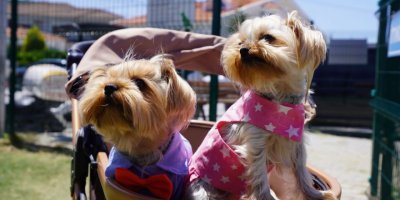 ÇEŞMELİ CAN DOSTLAR FEST PATİ'DE BULUŞTU